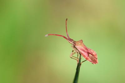 <i>Haploprocta sulcicornis</i>