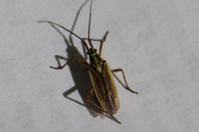 <i>Leptopterna dolabrata</i>