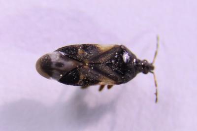 <i>Anthocoris nemoralis</i>