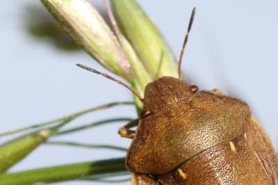 <i>Eurygaster testudinaria</i>