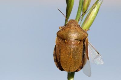 <i>Eurygaster testudinaria</i>