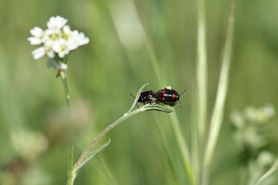 <i>Eurydema oleracea</i>