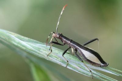 <i>Micrelytra fossularum</i>