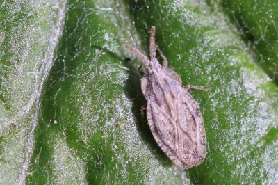 <i>Tingis crispata</i>