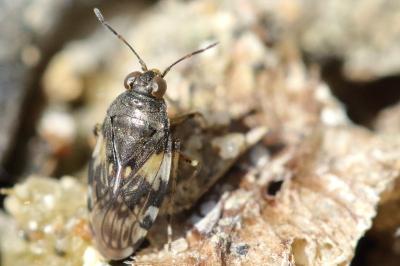 <i>Saldula</i>