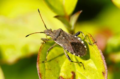 <i>Ceraleptus gracilicornis</i>
