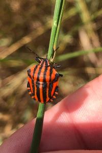 <i>Graphosoma italicum</i>