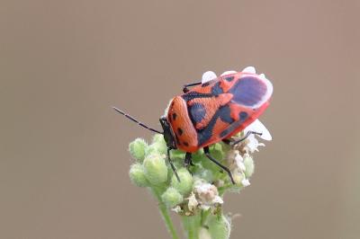 <i>Eurydema ornata</i>