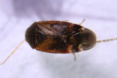 <i>Psallus</i>