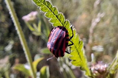 <i>Graphosoma italicum</i>