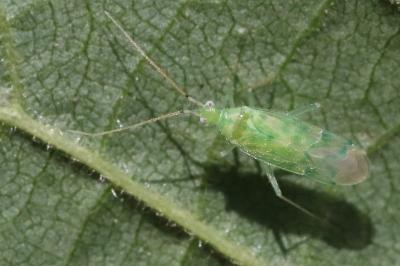 <i>Malacocoris chlorizans</i>
