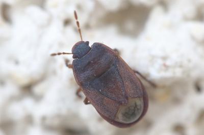 <i>Ochetostethus</i>