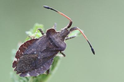 <i>Enoplops scapha</i>