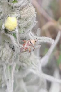 <i>Calocoris roseomaculatus</i>