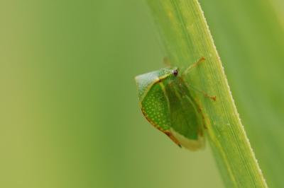 <i>Stictocephala alta</i>