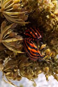 <i>Graphosoma italicum</i>