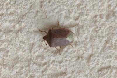 <i>Nezara viridula</i>