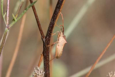 <i>Gonocerus acuteangulatus</i>
