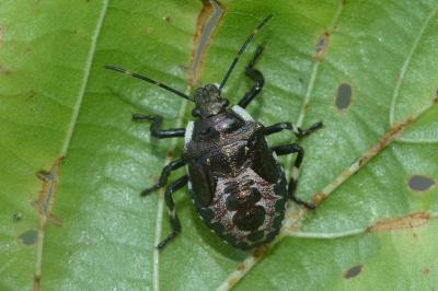 <i>Pinthaeus sanguinipes</i>