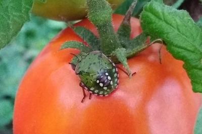 <i>Nezara viridula</i>