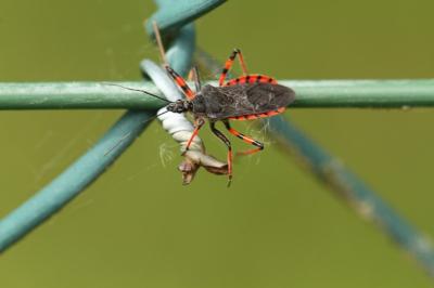 <i>Rhynocoris annulatus</i>