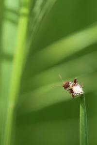 <i>Rhopalus subrufus</i>