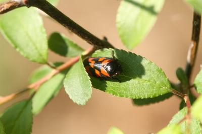 <i>Cercopis vulnerata</i>
