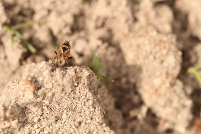 <i>Xanthochilus quadratus</i>
