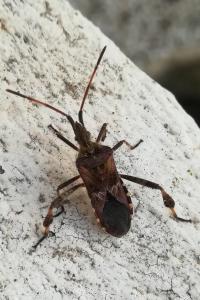 <i>Leptoglossus occidentalis</i>