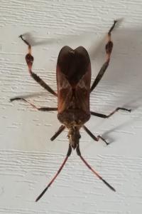 <i>Leptoglossus occidentalis</i>
