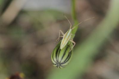 <i>Stenodema</i>