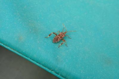 <i>Heterogaster urticae</i>