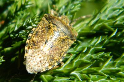 <i>Rhaphigaster nebulosa</i>