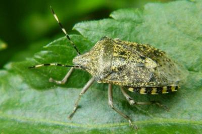 <i>Rhaphigaster nebulosa</i>