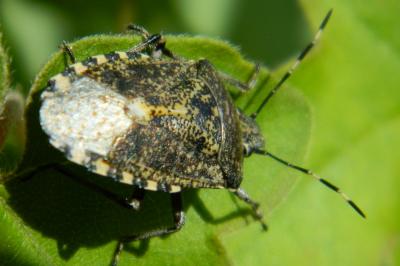 <i>Rhaphigaster nebulosa</i>