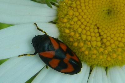 <i>Cercopis vulnerata</i>