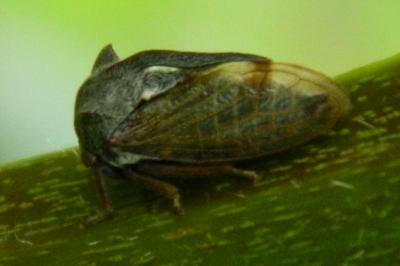 <i>Centrotus cornutus</i>