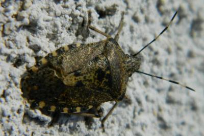 <i>Rhaphigaster nebulosa</i>