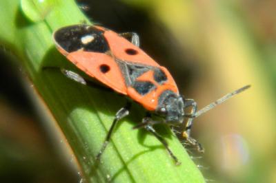 Melanocoryphus albomaculatus