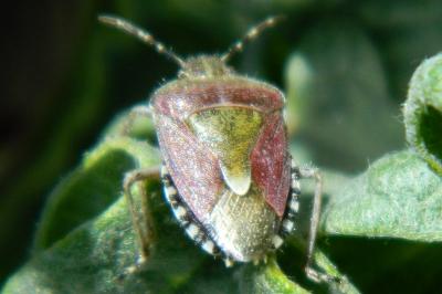 <i>Dolycoris baccarum</i>