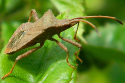 <i>Coreus marginatus</i>