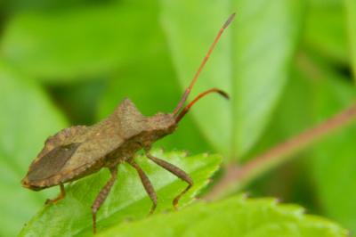 <i>Coreus marginatus</i>