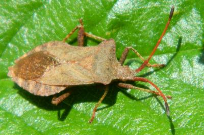 <i>Coreus marginatus</i>