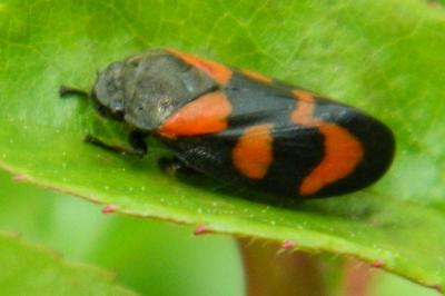 <i>Cercopis vulnerata</i>