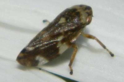 <i>Philaenus spumarius</i>