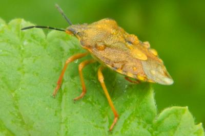 <i>Carpocoris purpureipennis</i>