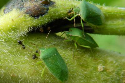 <i>Nezara viridula</i>