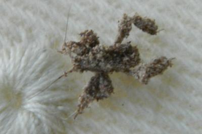 Reduvius personatus