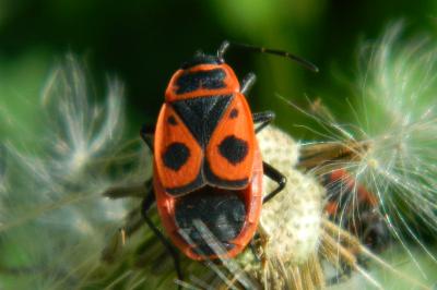 Pyrrhocoris apterus
