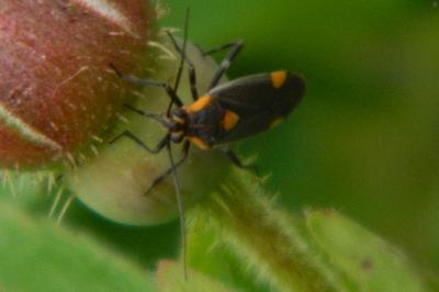 <i>Capsodes flavomarginatus</i>